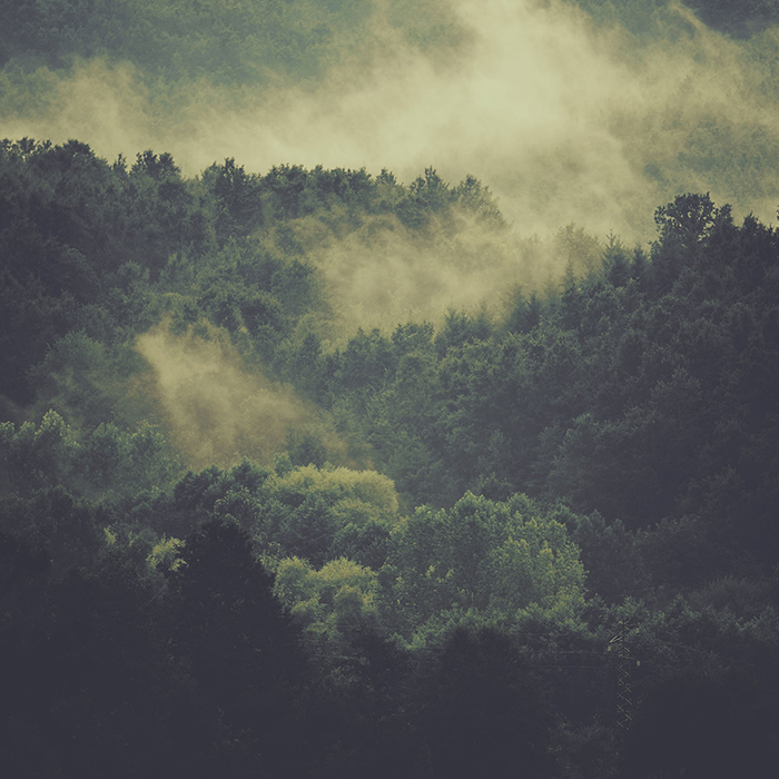 Collection-Vestige-CarreSol-Editions-2023 Chene-des-Marais-Dalle-Avant-Garde-Collection-Vestige-CarreSol-Editions-2023